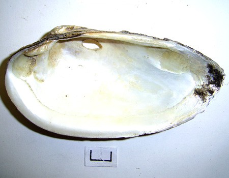 Unio tumidus