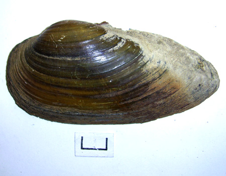 Unio tumidus