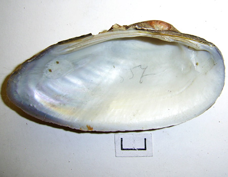 Unio tumidus