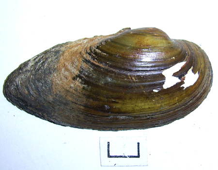 Unio tumidus