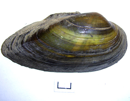 Unio tumidus