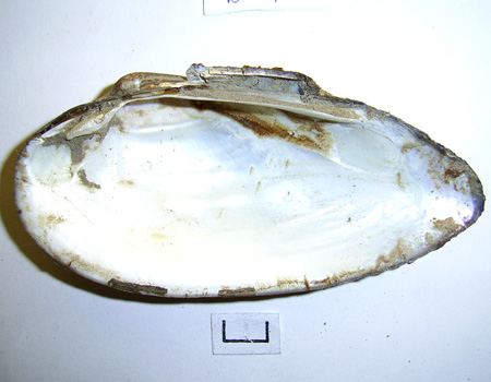 Unio tumidus