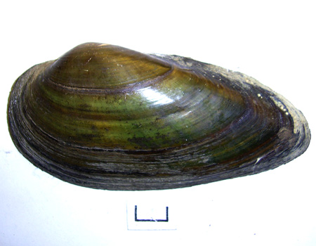 Unio tumidus