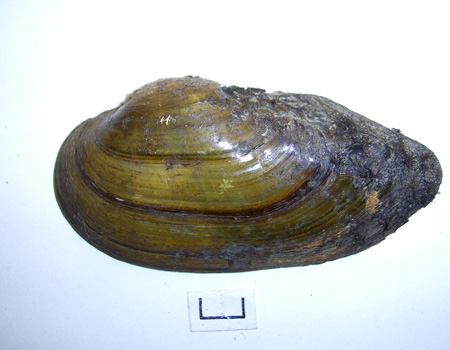 Unio tumidus