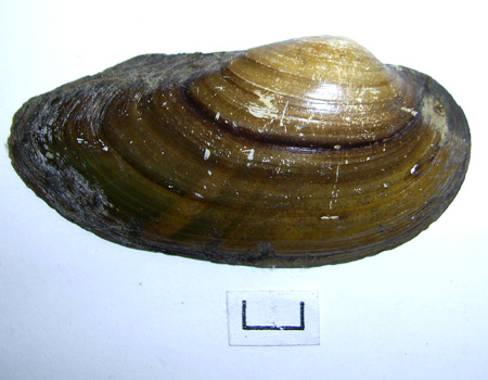 Unio tumidus