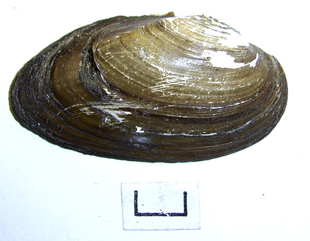 Unio tumidus