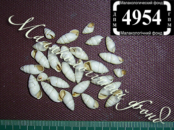 Brephulopsis cylindrica (Enidae)