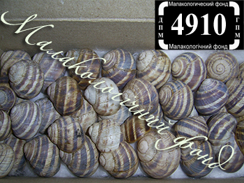 Helix albescens (Helicidae)