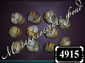 Helix lucorum (Helicidae)