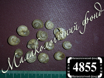 Monacha fruticola (Hygromiidae)