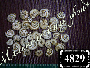 Xeropicta derbentina (Hygromiidae)