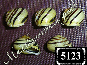 Cepaea hortensis (Helicidae)