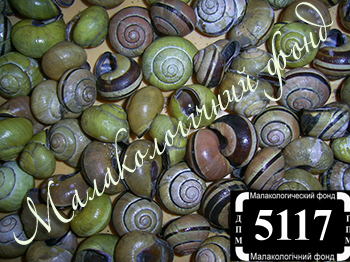 Cepaea nemoralis (Helicidae)