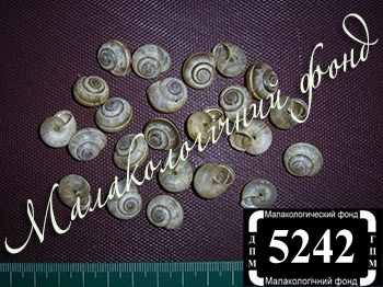 Harmozica ravergiensis (Hygromiidae)