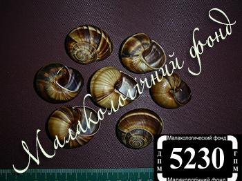 Helix lucorum (Helicidae)