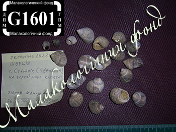 Littorina littorea (Litttoritidae)