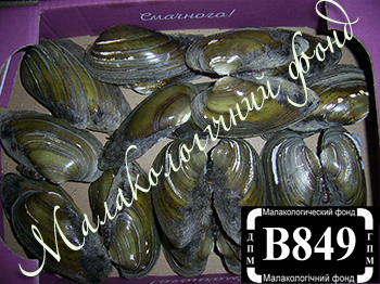 Unio tumidus (Unionidae)