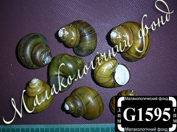 Viviparus contectus (Viviparidae)