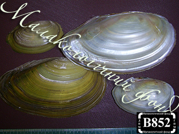 Anodonta cygnea (Unionidae)