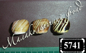 Cepaea hortensis (Helicidae)