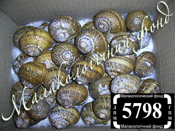 Cornu aspersum (Helicidae)