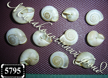 Monacha claustralis (Hygromiidae)