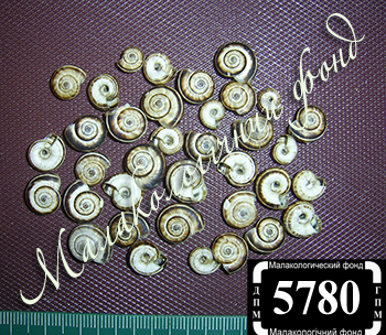 Xerolenta obvia (Hygromiidae)