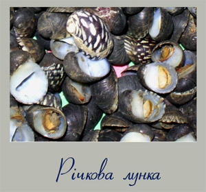 Фотографія лунки річкової