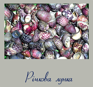 Фотографія лунки річкової - Theodoxus fluviatilis