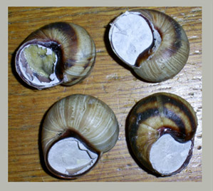 Фотографія наземного молюска