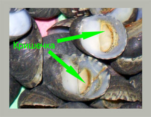 Фотографія лунки