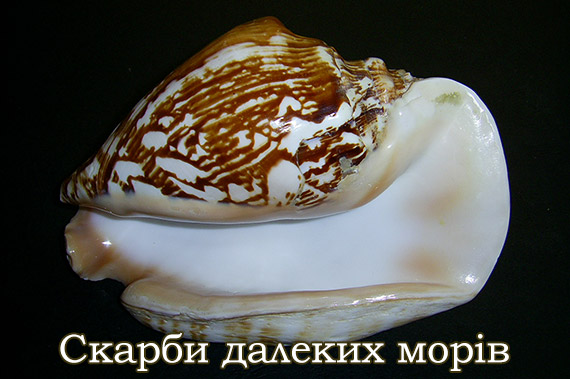 Екзотичні морські моллюски