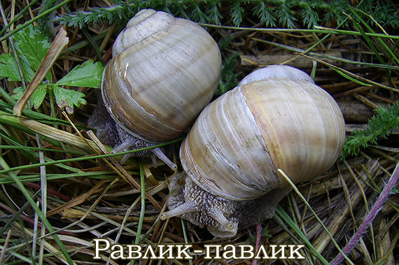 Наземні моллюски