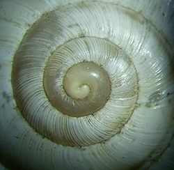 улитка степная обыкновенная - H. candicans