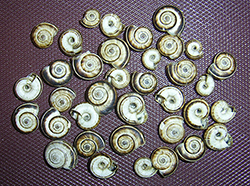 улитка степная обыкновенная - H. candicans