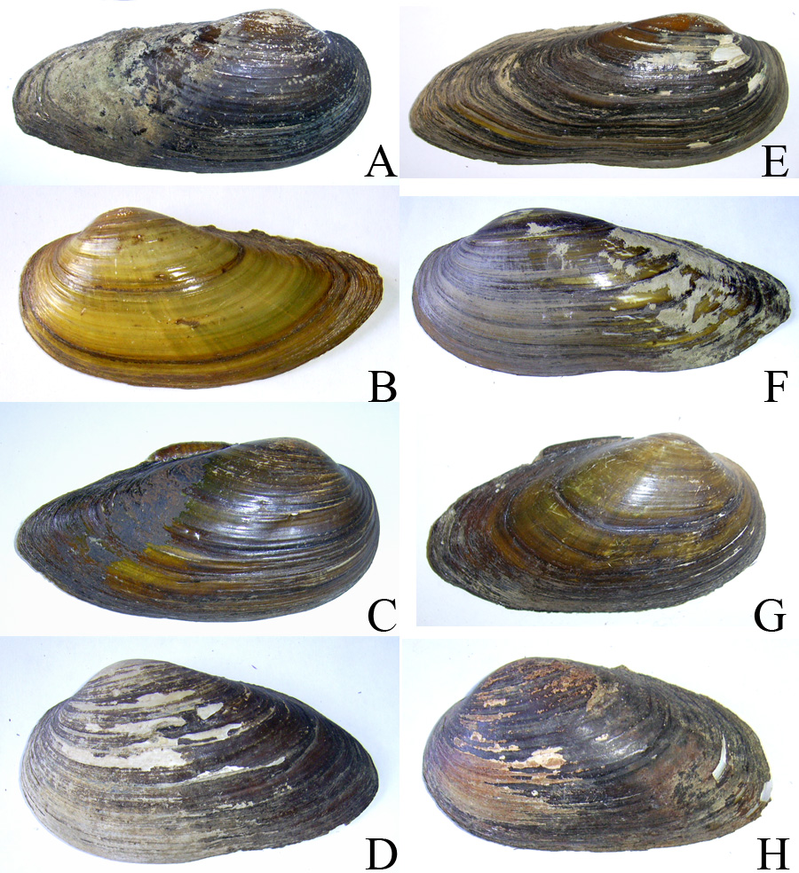 Можлива подібність обрисів стулок Unio tumidus та інших видів перлівниць