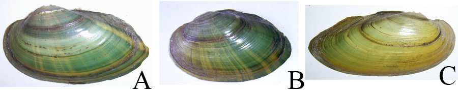 Зелені відтінки в забарвленні мушель молодих особин різних видів перлівниць