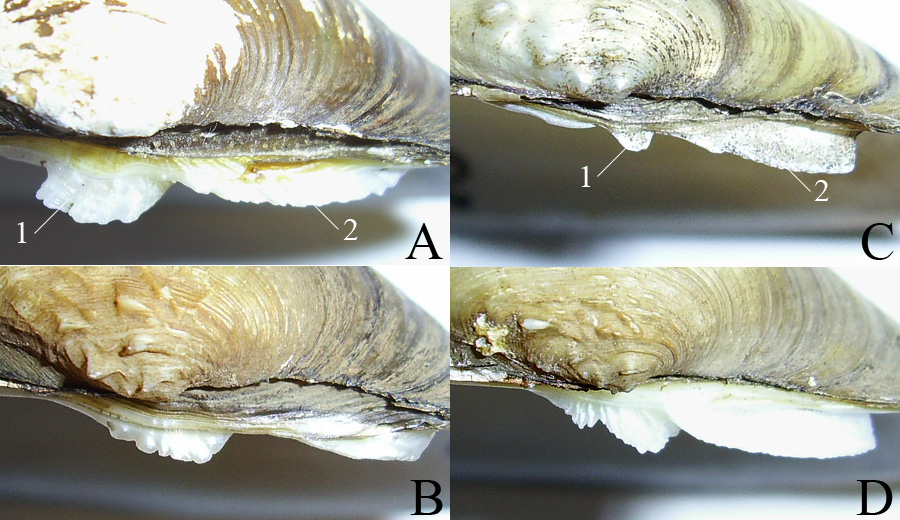 Мінливість відносних розмірів і форми заднього кардинального зуба в лівій стулці Unio tumidus (A, B) і U. pictorum (C, D)