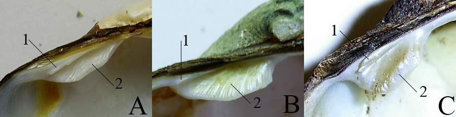 Кардинальні зуби правої стулки в різних видів перлівниць: Unio pictorum (A), Unio tumidus (B), Batavusiana crassa (C).