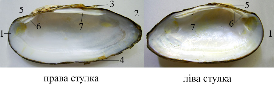 Строение раковины перловицевых
