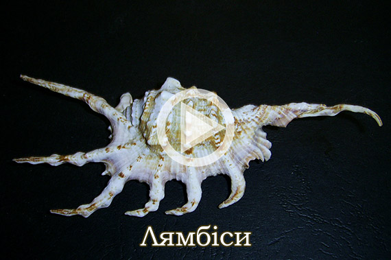 Лямбіси