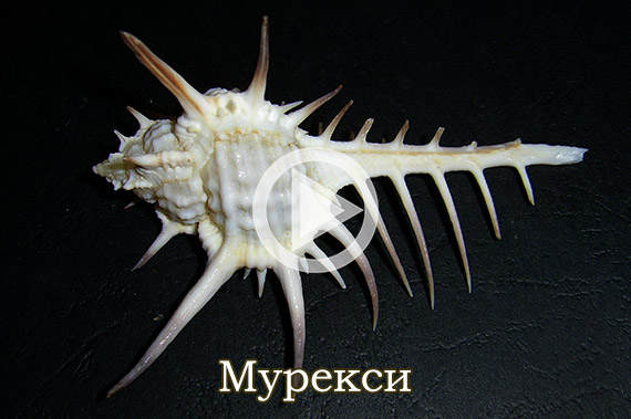 Мурекси