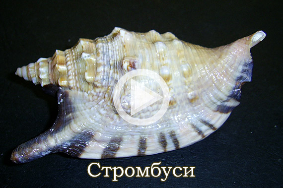 Стромбуси