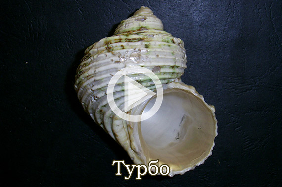 Турбо