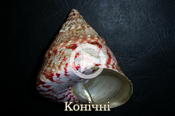 Конічні