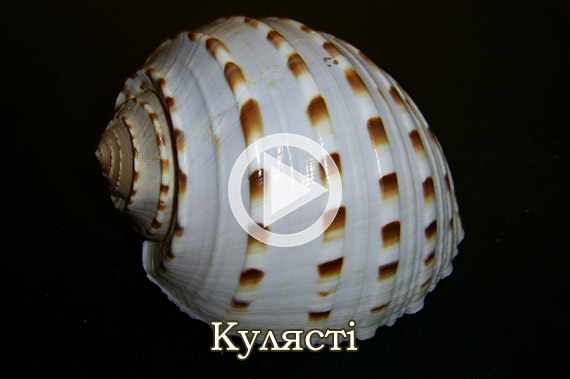 Кулясті