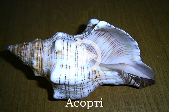 Асорті