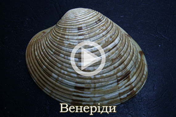 Венеріди