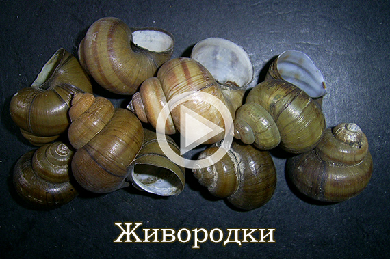 Живородки