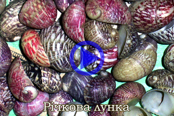 Річкова лунка (Theodoxus fluviatilis)
